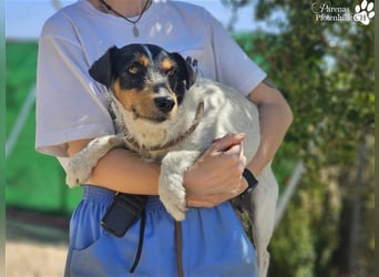 Spencer ist ein Traum von einem Hund