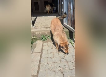 Chester - Flausch mit Herz