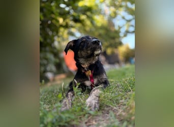 Hundedame BENI auf PS in 76829 Landau