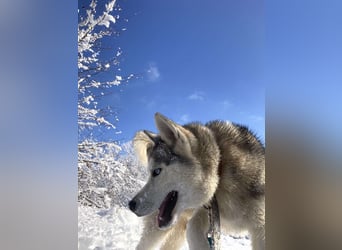 Lobo - wunderschöner Husky