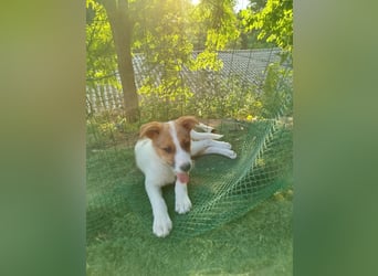 Carina sucht ihr für immer Zuhause