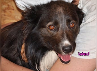 Laima2 01/2021 - sportliche und aufmerksame, wunderschöne Border-Collie-Mix Hündin!