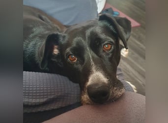 BLANCA ❤️ Sonnenschein Familienhündin, Pflegefamilie Köln