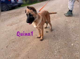 Quina1 06/2024 (ESP) - bezaubernde, aufgeschlossene & soziale Schäferhund-Mix Welpin!
