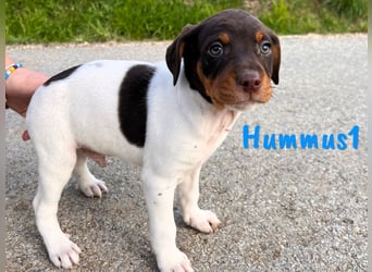 Hummus1 12/2024 (ESP) - zuckersüßer, kleiner Bodeguero-Pinscher-Mix Welpe!