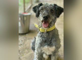 Bubbles, schüchterner Puli/Schnauzer MIx geb. 2022