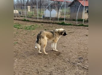 Darla- griechischer Schäferhund-Mischling