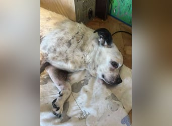 Victor-kleiner Handicaphund sucht Liebe!