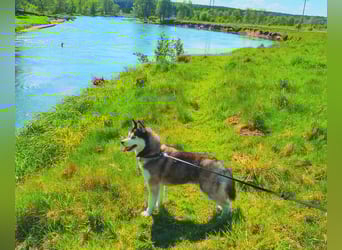 FCI Pedigree Blue Eyed Black & White Siberian Husky Champion Puppy