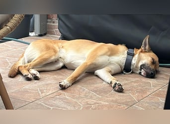 Mica, 3 Jahre, sucht ein neues Zuhause