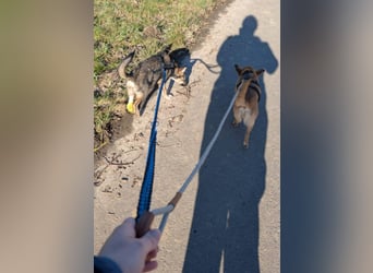 Zarte Tammi sucht dringend Hundekenner mit Herz
