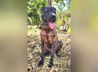 SID ❤️ verspielter Hundejunge mit großem Herz