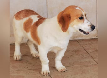 Muffin sucht ein Kuschel-Zuhause!