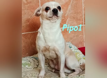 Pipo1 geb. 06/2022 (ESP) - charakterstarker, kleiner Chihuahua!