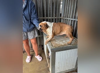 Passion, freundliches Englisch Bulldoggen Mädchen geb. 2018