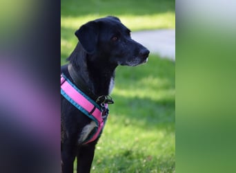 Dhalia - auf PS in 53797 Lohmar - liebe, freundliche Hundedame