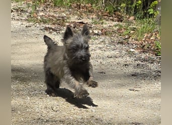 Lustige Kobolde / Cairn Terrier suchen ein Zuhause