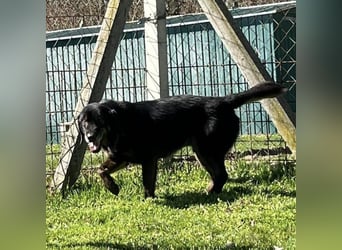 Momo - knapp 7 Jahre in Tierheim