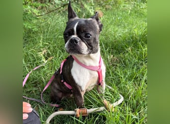 Venus - Klein, klug, kuschelig: Boston Terrier Lady auf der Suche nach Liebe ❤️