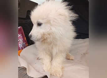 (R) ❤️ kleine Schneeflocke NERO - 3,5 Monate, später 54cm - Samojede