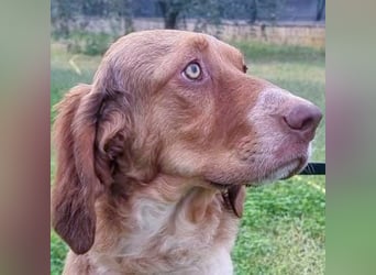 Baby - die sanfte Kämpferin liebt Kinder, Hunde , Katzen und ein warmes Körbchen