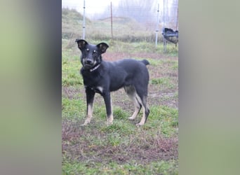 Dobby - freundlicher, menschenbezogener, verschmuster Junghund