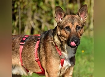 Ajax ist ein Schmusebär