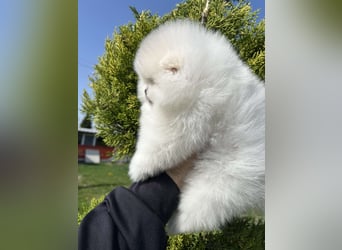 Pomeranian Welpen