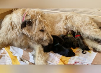 Irish Wolfhound Welpen