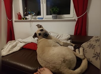 Hallo ich bin Schäferhund Mischling Rudi