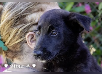 Drei wunderschöne belgische Schäferhundwelpen suchen ein Zuhause