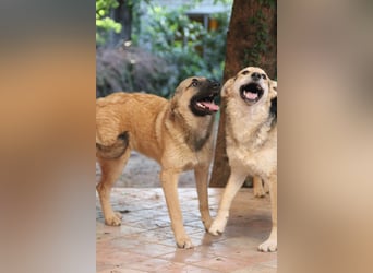 Schäferhund Mix Miley