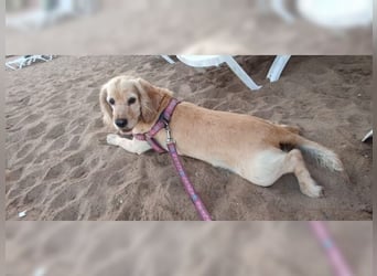 Cockerspaniel Hündin Mella ist der perfekte Familienhund