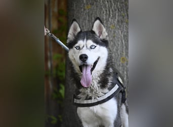 Maja SI – Liebevolle Husky-Dame sucht sportliches Zuhause