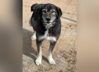 Boomer - freundlicher Schatz