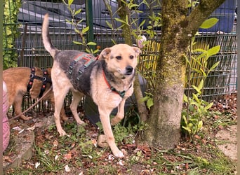 schüchterner Schäfer-Mix-Senior Benny