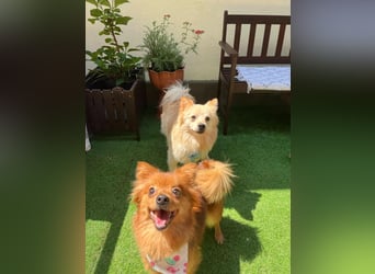 Biscuit SR – junger Herzensbrecher sucht liebevolles Zuhause