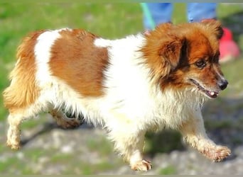 Peki, Mischling