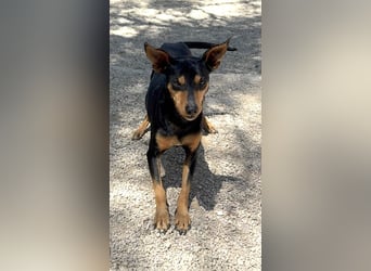 Raspa sucht souveräne Menschen