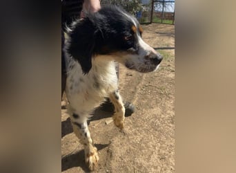 Milo - freundlicher Setter sucht sein Für-immer-Zuhause