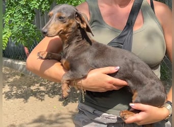 Piper, ein fröhliches Hundekind