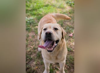 AARON - Freundlicher Labrador-Mix sucht seine Familie