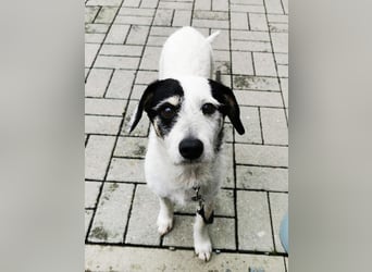 Marvin, Mischling, geb. 2017, freundlicher Rüde sucht Familie