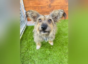 Twiga - kastrierte Yorkshire - Terrier - Rauhaardackel - Mischlingshündin GNADENBROT