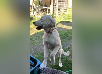 Wunderschöne Goldene Retriever Hündin - 6 Monate