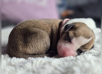 Whippet Welpen suchen liebevolle Familien