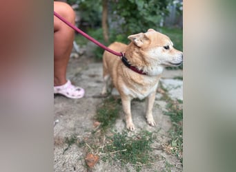Vöröske PP – Shiba-Dame sucht liebevolles Zuhause