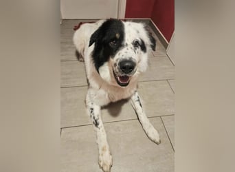 Oslo (ca. 2 Jahre) – großer Hund sucht neuen Platz (41749 Viersen)