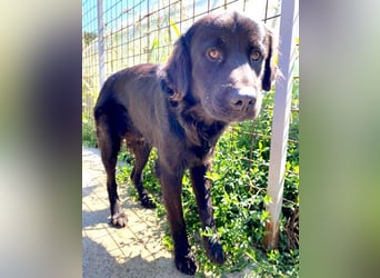 (R) superlieber Familienhund MARVIN - 3 Jahre, 50cm - Flat Coated Retriever