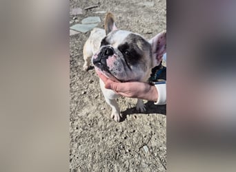 Sultan, unser Knutschgesicht